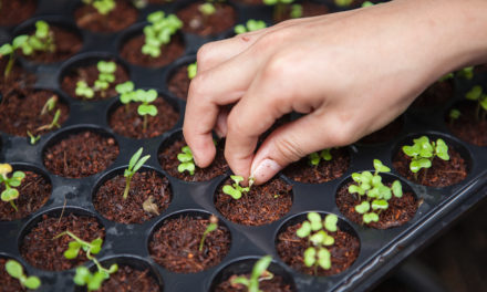 Social farming: A closer look at the growing initiative