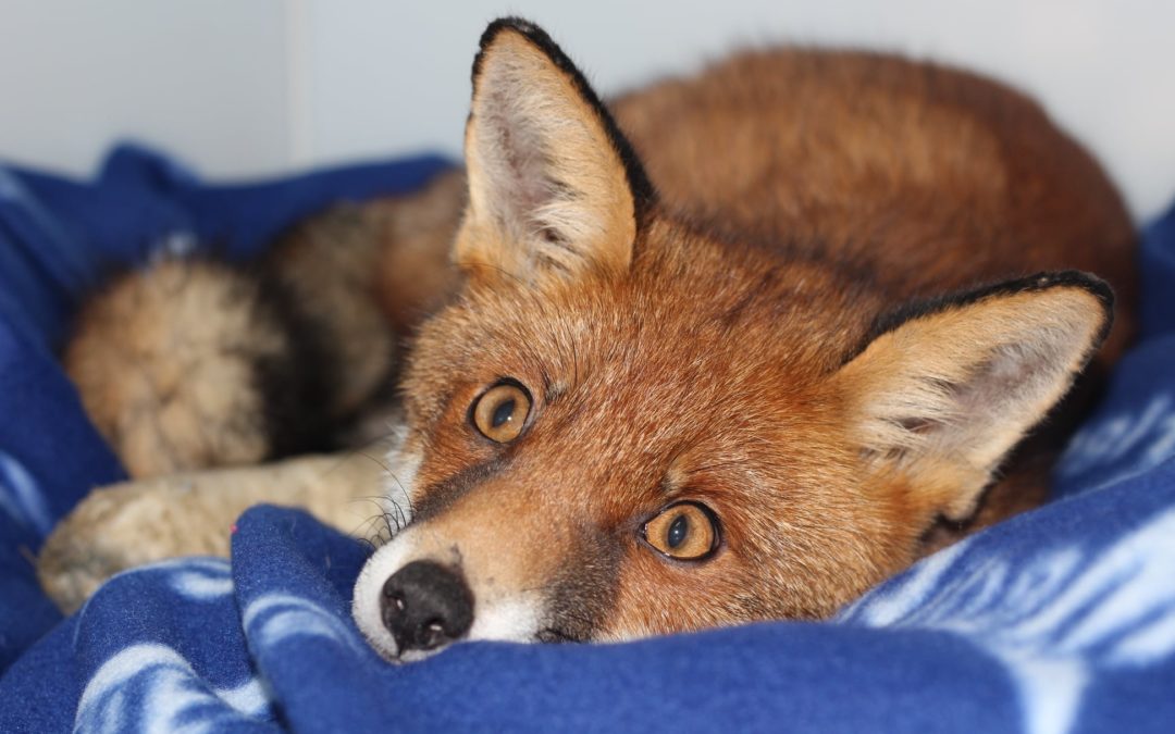 Fox rushed into intensive care in country’s newest hospital