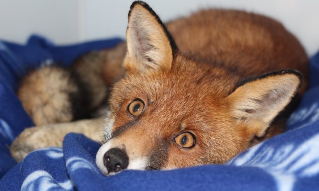 Fox rushed into intensive care in country’s newest hospital