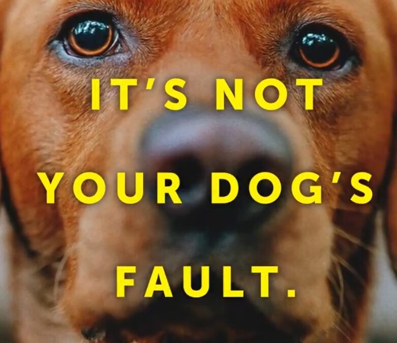 ‘It’s not your dog’s fault, it’s yours’ – new awareness campaign launched